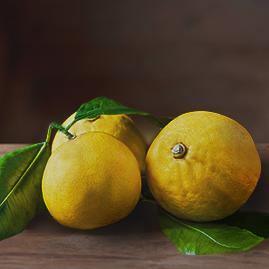 Bergamotto biologico di Reggio Calabria - Agricola Arangara